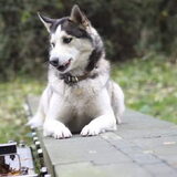 Foto van Lavina