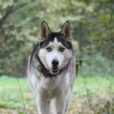 Foto van Lavina