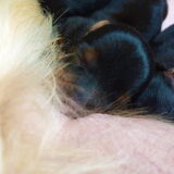 Pups geboren op 12 november dag 2. Heel trots op deze foto :-)