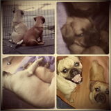Foto van Nori met Chewy, Ayla, Leiah & Mace