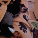 Foto van Petra,  *Lily Jane*   & Jip