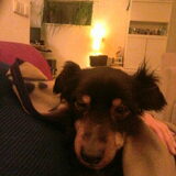 Foto van Petra,  *Lily Jane*   & Jip