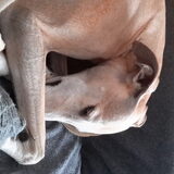 Foto van Ina, Misty en Aysa