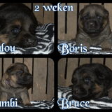 Foto van Lisanne, Misha, Tessa&Arrow