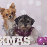 Foto van Lisa; Bobbie, Bentley & Lilly