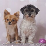 Foto van Lisa; Bobbie, Bentley & Lilly