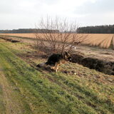 Wandeling met Wilma, Wolf, Bentley, Bikkeltje, Micky, Rowan, Myla en…