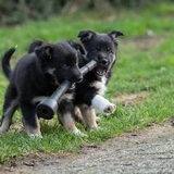 Foto van Team Black & White
