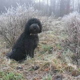 Foto van sylvia