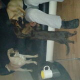 Foto van Nori met Chewy, Ayla, Leiah & Mace