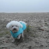 Foto van sylvia