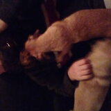 Foto van Nori met Chewy, Ayla, Leiah & Mace