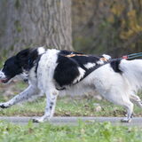 Bruno tijdens canicross Spaarnwoude
