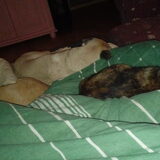 Foto van Nori met Chewy, Ayla, Leiah & Mace