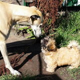 Foto van Ina, Misty en Aysa