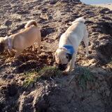 Foto van Nori met Chewy, Ayla, Leiah & Mace