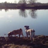 Foto van Nori met Chewy, Ayla, Leiah & Mace