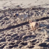 Foto van Nori met Chewy, Ayla, Leiah & Mace
