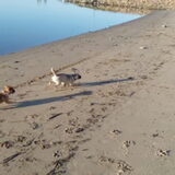 Foto van Nori met Chewy, Ayla, Leiah & Mace