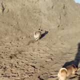 Foto van Nori met Chewy, Ayla, Leiah & Mace