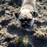 Foto van Nori met Chewy, Ayla, Leiah & Mace