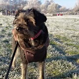 Foto van Ciska en Spanjaardje Moh (Bambi r.i.p.)