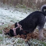Foto van Ciska en Spanjaardje Moh (Bambi r.i.p.)