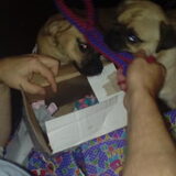 Foto van Nori met Chewy, Ayla, Leiah & Mace