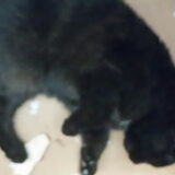 Foto van Muis,Vera, Papadopoulos, Odette, Annabelle en Ciska (Terra+, Dinky+, Saltarin+, Sam+, Zara+, Paco+)