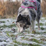 Foto van Angelique; Bruno, Charlie & Fenna