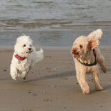 Foto van Inge, baasje van Gina, Flynn en Wobbe