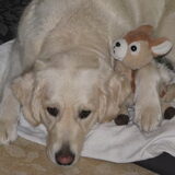 ziggy heeft een nieuwe knuffel XD