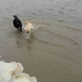 Foto van sylvia