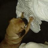 Foto van Nori met Chewy, Ayla, Leiah & Mace