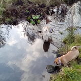 Foto van Nori met Chewy, Ayla, Leiah & Mace