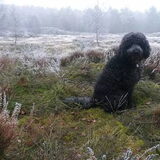 Foto van sylvia