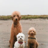 Foto van Inge, baasje van Gina, Flynn en Wobbe