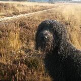 Foto van sylvia