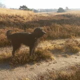 Foto van sylvia