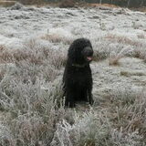 Foto van sylvia