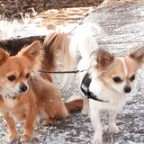 gigi, nessi en zippo