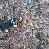 Eerste keer los in het bos (30.12.16)