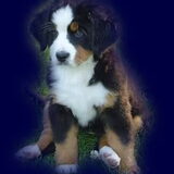 onze puppedame Snowi