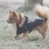 Foto van Lisa; Bobbie, Bentley & Lilly