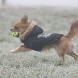 Foto van Lisa; Bobbie, Bentley & Lilly