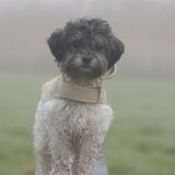 Foto van Lisa; Bobbie, Bentley & Lilly