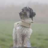 Foto van Lisa; Bobbie, Bentley & Lilly
