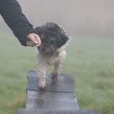 Foto van Lisa; Bobbie, Bentley & Lilly
