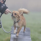 Foto van Lisa; Bobbie, Bentley & Lilly