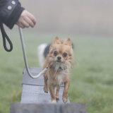 Foto van Lisa; Bobbie, Bentley & Lilly